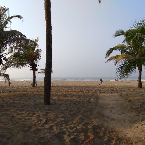 Trees at the beach